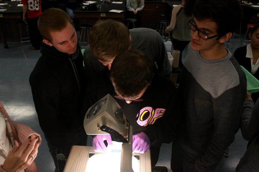 Nick Taylor (11), Luis Cortez (11), Jacob Dulski (11) and Austin Praski (11) view the DNA marks on their gel square.  This lab taught students about comparing different DNA samples.