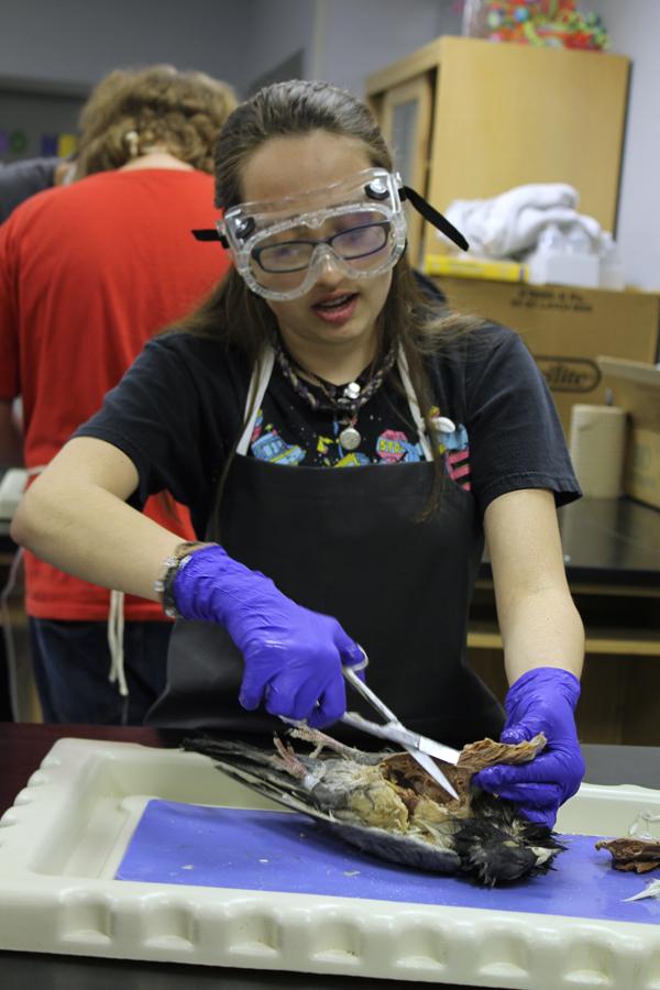  Alexandra Kurivial (10) cuts through the pigeon’s pectoral muscle. She is one of the only sophomores in the class. 