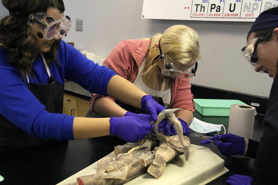 Samantha LeRose (12) , Tiffany Jessup (11) and Elizabeth Seymour (12)  begin the dissection on the shark.  They had to identify each part of the anatomy of the shark.