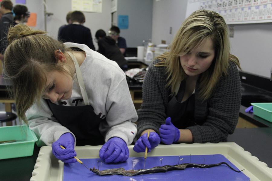Rachel Yorek (10) and Taylor Jackson (10) explore the inside of the snake after making incisions.  They learned about why the organs are located where they are in the snake.  