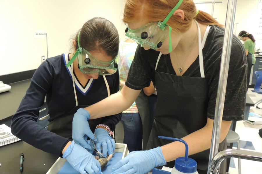 Rachel Gross (11) and Julia Cruzan (11) work together to finish the rat dissection on Aug. 22.  They worked together to get through the assignment.