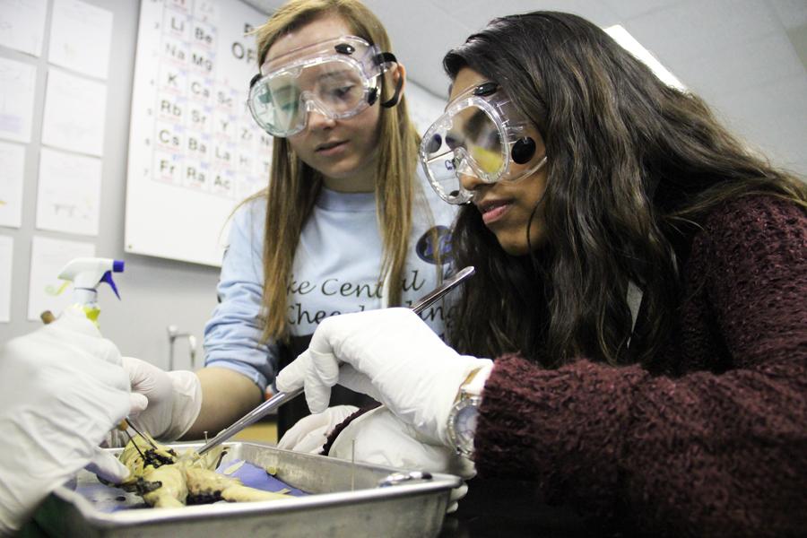 Abby Cappello (11) and Sydney Cuadrado (11) inspect their frog with tweezers during the dissection. The two students engaged in the frog dissection together. 