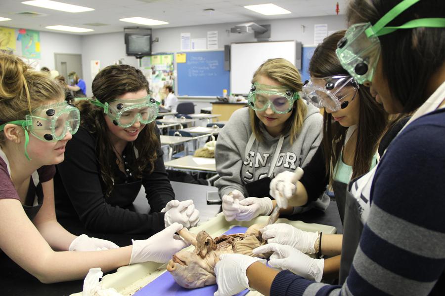 Rachael Peterson (12), Brittany St. Germain (11), Taylor Doetterl (12), Jasmin Alvarado (11) and Emmanda McKenzie (11) take turns studying the pig during the zoology lab.  Each group was given their own pig to dissect. 