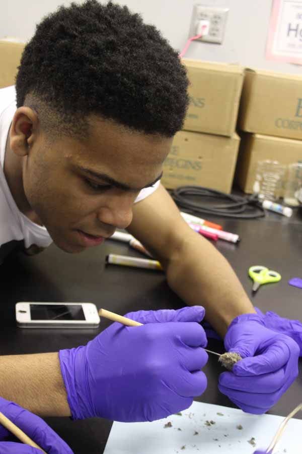 Devonte Brooks (12) begins to tear open a pigeon pellet. The dissection took place during 3rd hour Zoology class.