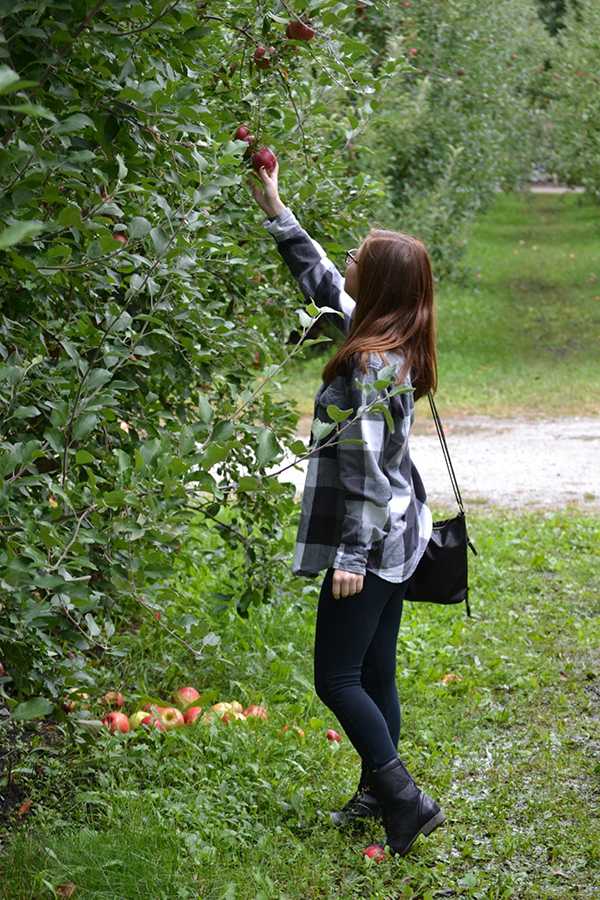 Dana Brownewell (10) picks apples at County Line Orchard.  Brownewell went to the orchard with friends at the beginning of September.