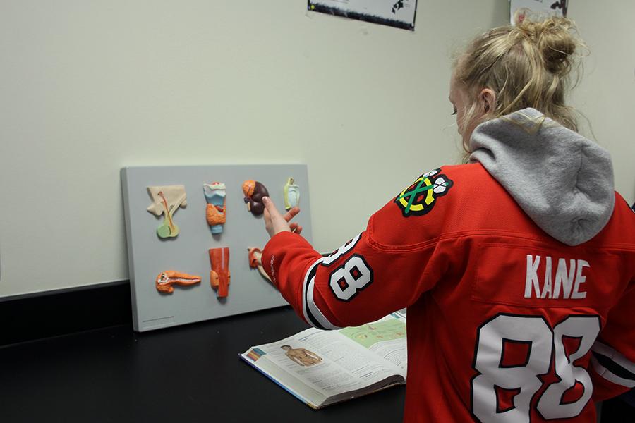 Jenna Bunner (11) locates the endocrine gland on the diagram and observes it. Bunner participated in Mrs. Stephanie Parks’, Science, lab on Feb. 3. 

