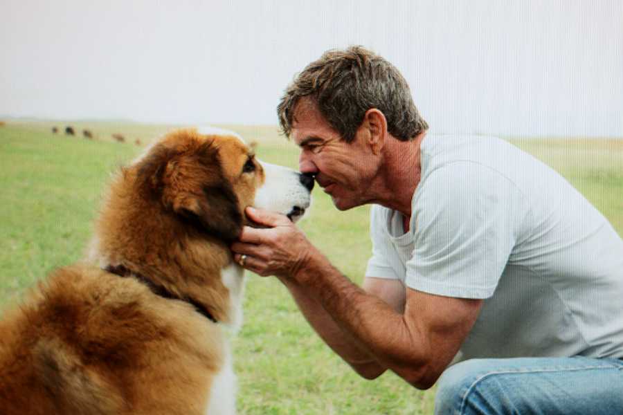Ethan (Dennis Quaid) looks into Ellie’s eyes.  This was the point when Ethan knew Ellie wasn’t just another dog, she was Bailey.