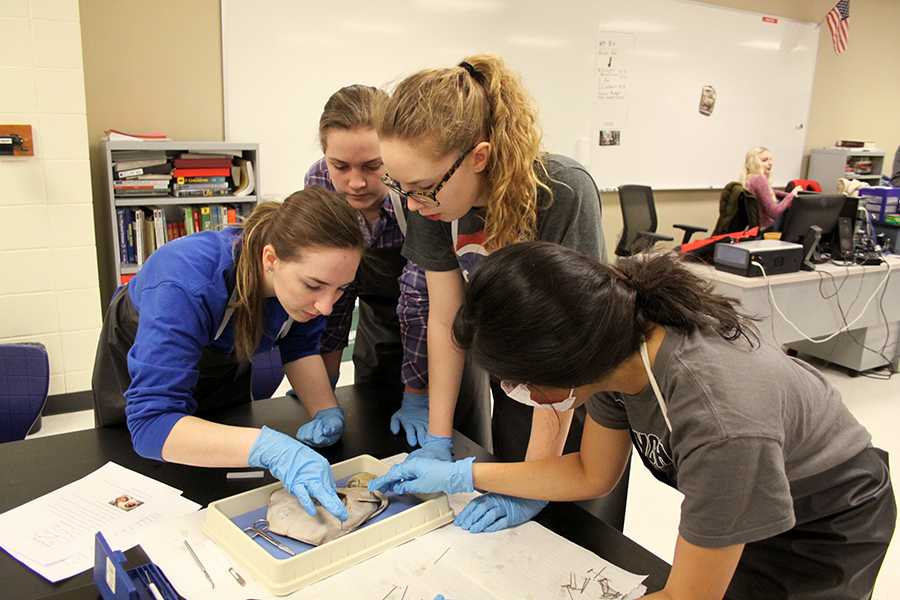 Lauren Davidson (11), Rebecca Ashby (11), Katie Arndt (12) and Ishika Prakash (11) pin their stingray to the tray. They removed the stingray’s heart first. 