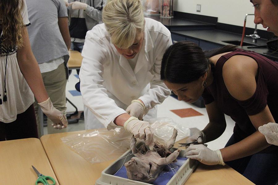 Mrs. Stephanie Parks, Science, helps her Anatomy student, Makayla Erickson (12) dissect the pig. The lab took place in Room C324. 