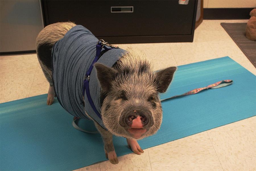 Fozzie poses for the camera on his First Day. He is showing off his first day of school outfit.